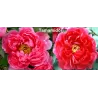 Bijūnas krūminis - Paeonia suffruticosa TAMAMIDORI