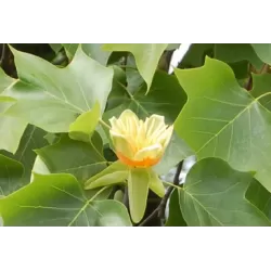 Gelsvažiedis tulpmedis glaustašakė f. - Liriodendron tulipifera Fastigiatum