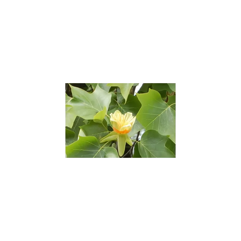 Gelsvažiedis tulpmedis - Liriodendron tulipifera FASTIGIATUM
