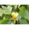 Gelsvažiedis tulpmedis (glaustašakė f.) - Liriodendron tulipifera Fastigiatum P32C15 200-240CM 8-10 gyva foto 2021-08-27