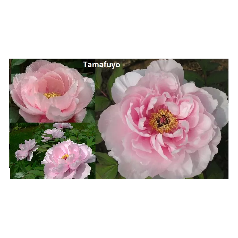 Bijūnas krūminis - Paeonia suffruticosa TAMAFUYO