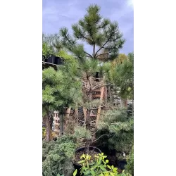 Geltonoji pušis - PINUS PONDEROSA