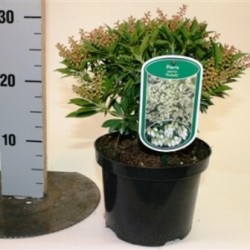 Japoninis bereinutis PRELUDE - Pieris japonica 17Ø 25cm