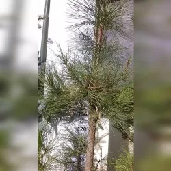 Geltonoji pušis - PINUS PONDEROSA