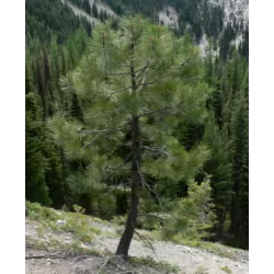 Geltonoji pušis - PINUS PONDEROSA