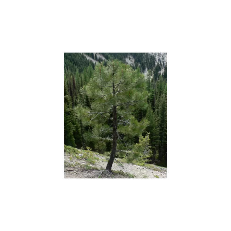 Pinus ponderosa