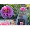 copy of Krūminis (medėjantis) bijūnas (Japonija) - Paeonia (suffruticosa) SEIDAI C5.6 gyva foto 2022-06-14