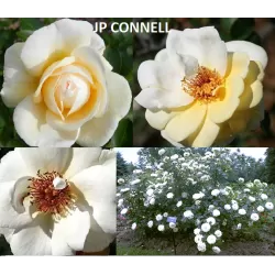 Kanadietišikos rožės