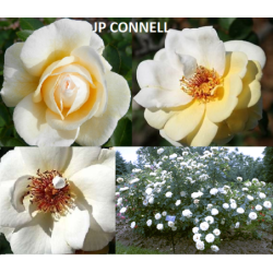 Rožė - Rosa J.P. CONNEL