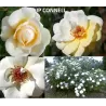 Rožė - Rosa J.P. CONNEL