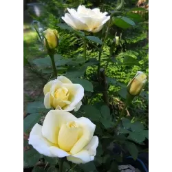 Rožė - Rosa J.P. CONNEL