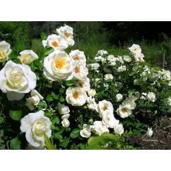 Rožė - Rosa J.P. CONNEL