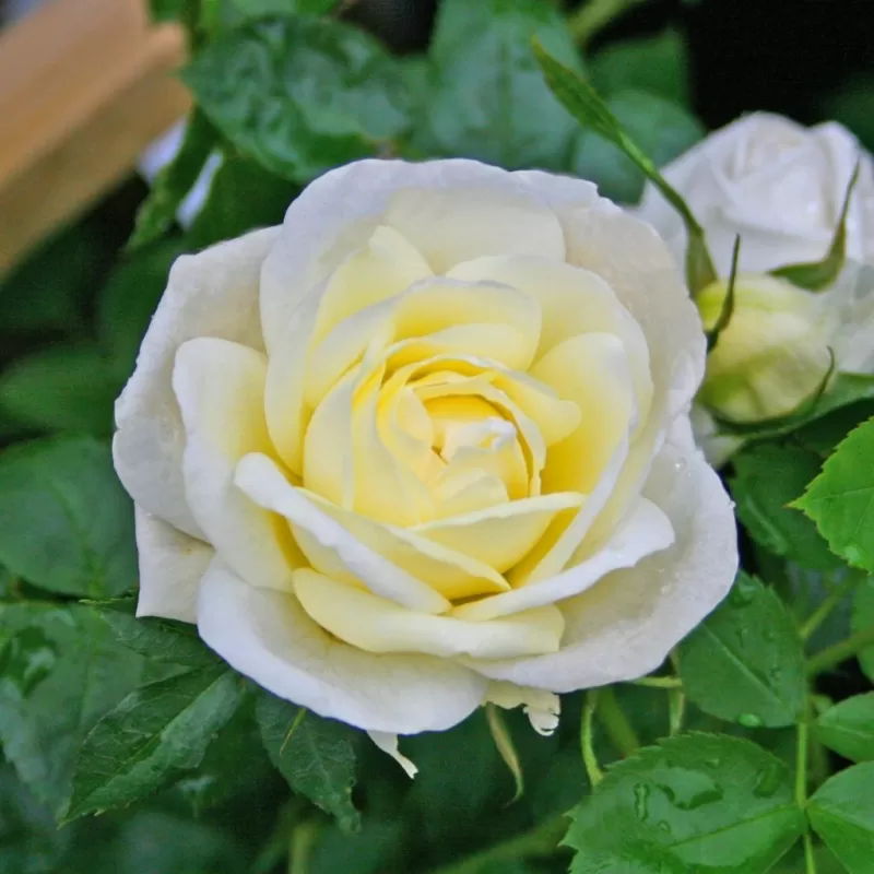 Rožė - Rosa J.P. CONNEL