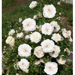 Rožė - Rosa J.P. CONNEL