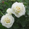 Rožė - Rosa J.P. CONNEL