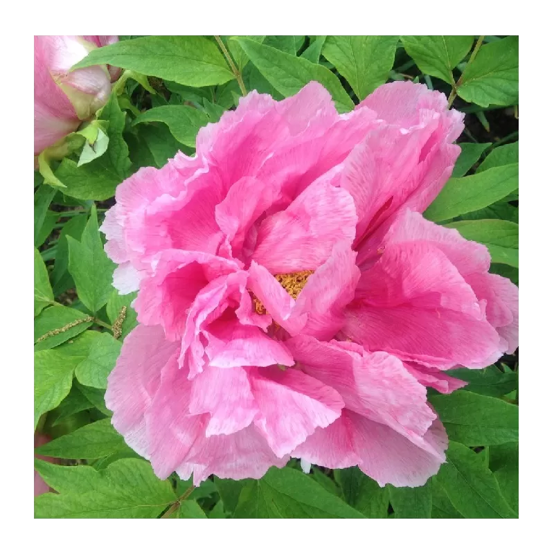 Bijūnas krūminis - Paeonia (suffruticosa) HANA ASOBI