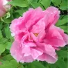 Bijūnas krūminis - Paeonia (suffruticosa) HANA ASOBI