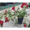 Rosa RAMBLING ROSIE