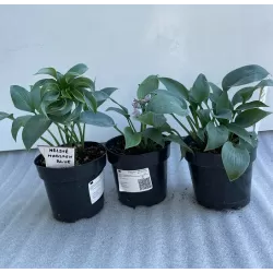 Melsvė - Hosta HADSPEN BLUE