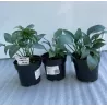 Hosta HADSPEN BLUE