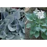 Hosta HADSPEN BLUE
