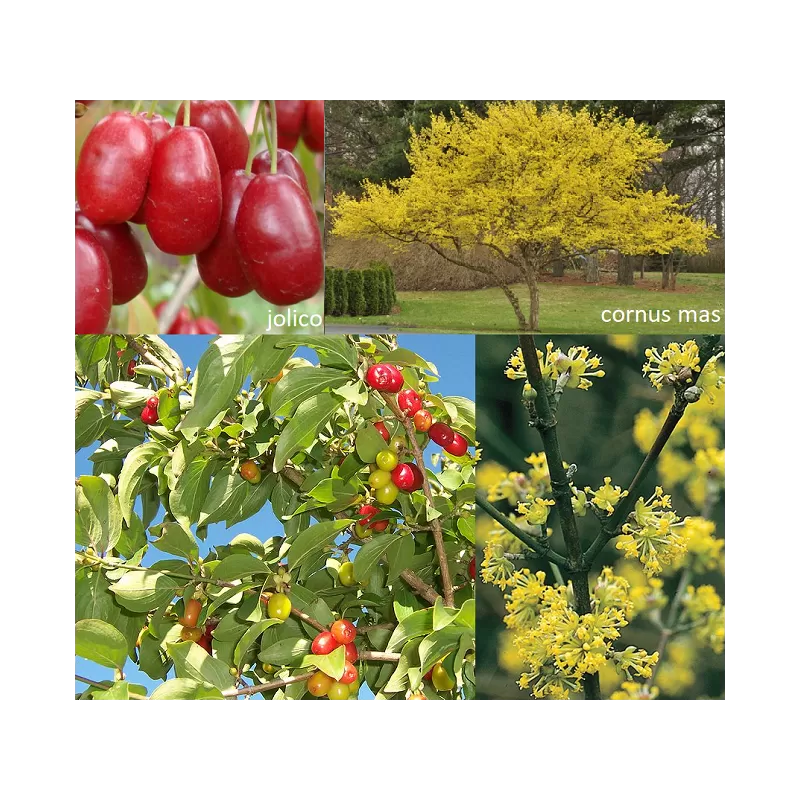 Geltonžiedė sedula - Cornus mas