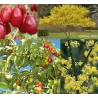 Geltonžiedė sedula - Cornus mas