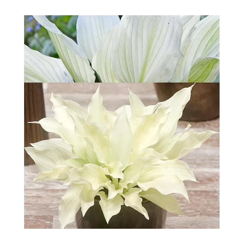 Hosta WHITE FEATHER