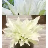 Hosta WHITE FEATHER