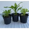 Hosta WHITE FEATHER