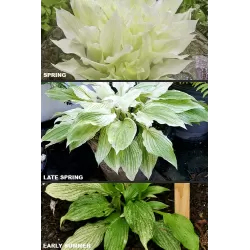 Melsvė - Hosta WHITE FEATHER