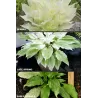 Hosta WHITE FEATHER