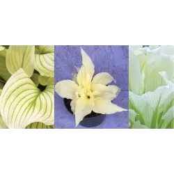 Hosta WHITE FEATHER