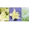 Melsvė - Hosta WHITE FEATHER