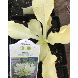Melsvė - Hosta WHITE FEATHER
