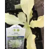 Hosta WHITE FEATHER