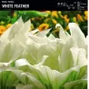 Hosta WHITE FEATHER