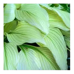 Hosta WHITE FEATHER