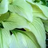 Melsvė - Hosta WHITE FEATHER
