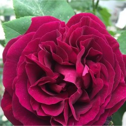Rožė - Rosa Souvenir DU DR JAMAIN