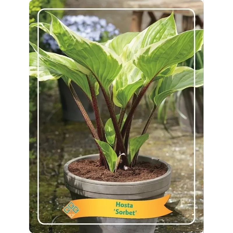 Melsvė - Hosta SORBET