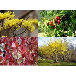 Dogwood - Cornus mas VYTAUTAS