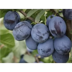 Slyvų sodinukai internetu su pristatymu į namus