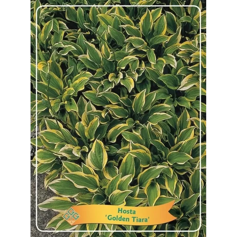 Melsvė - Hosta GOLDEN TIARA Melsvė - Hosta GOLDEN TIARA