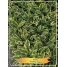 Hosta Golden Tiara
