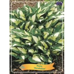 Hosta REVOLUTION