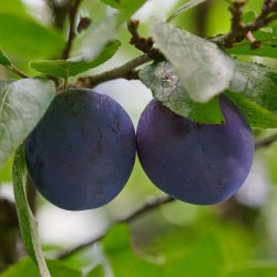 Plum - Prunus domestica BUHLER