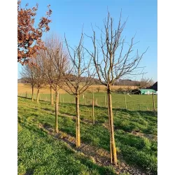 Slyvų sodinukai internetu su pristatymu į namus