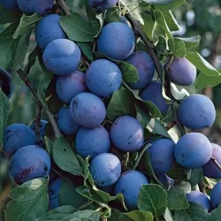 Slyvų sodinukai internetu su pristatymu į namus