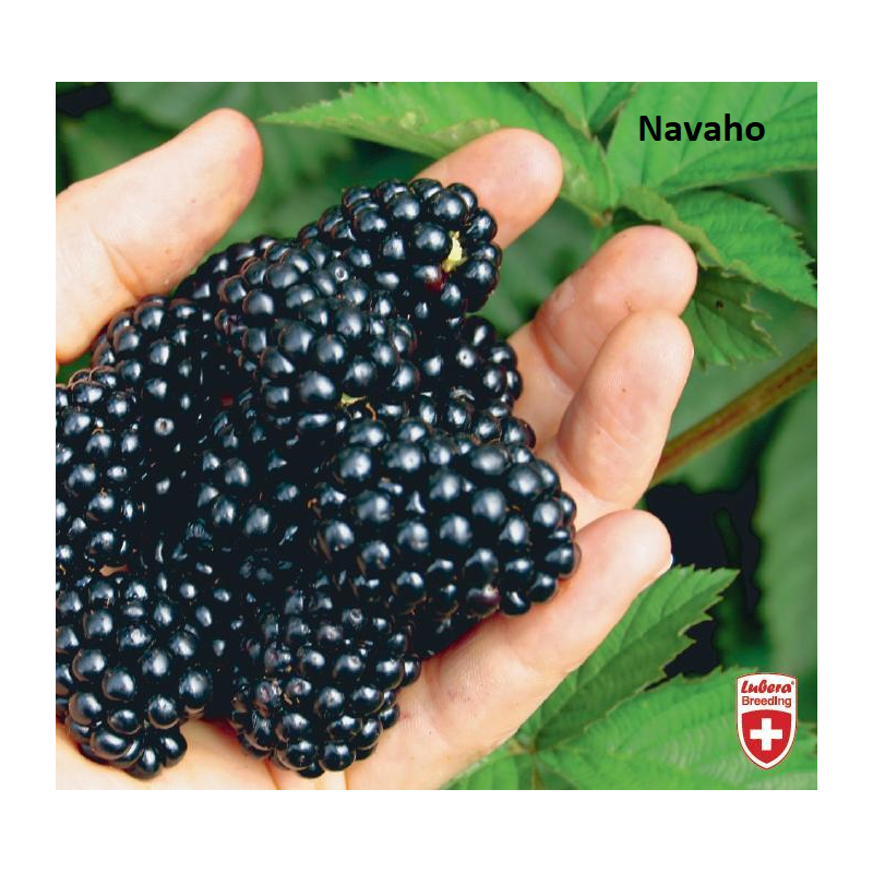 Blackberry - Rubus fruticosus NAVAHO®